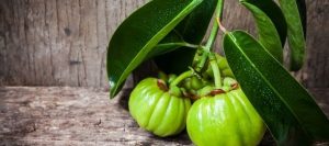 garcinia cambogia