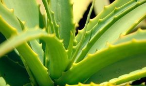 aloe vera