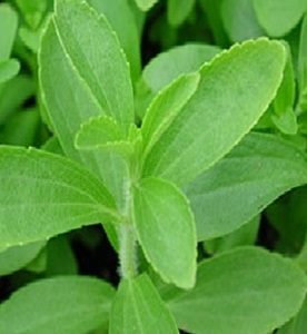 stevia